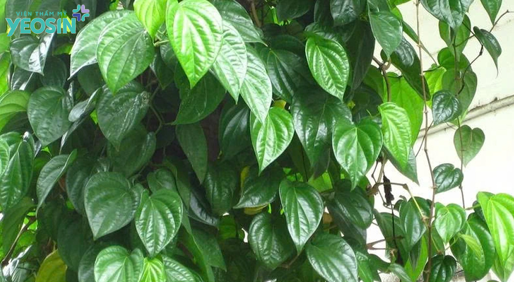 Cách thu nhỏ âm đạo tại nhà bằng lá trầu không